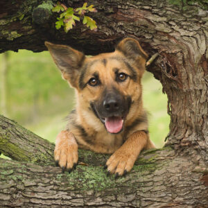 German Shepherd IPO Training